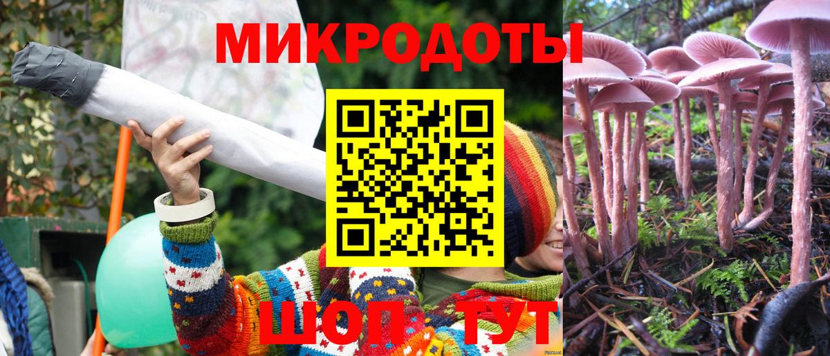 Галлюциногенные грибы Psilocybe Жигулёвск